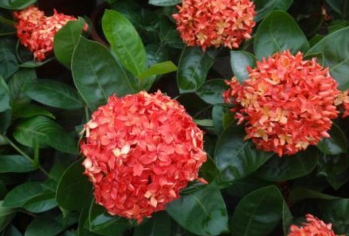  都灵神锋状态火热难阻挡，贝洛蒂连续五轮破门刷新个人纪录